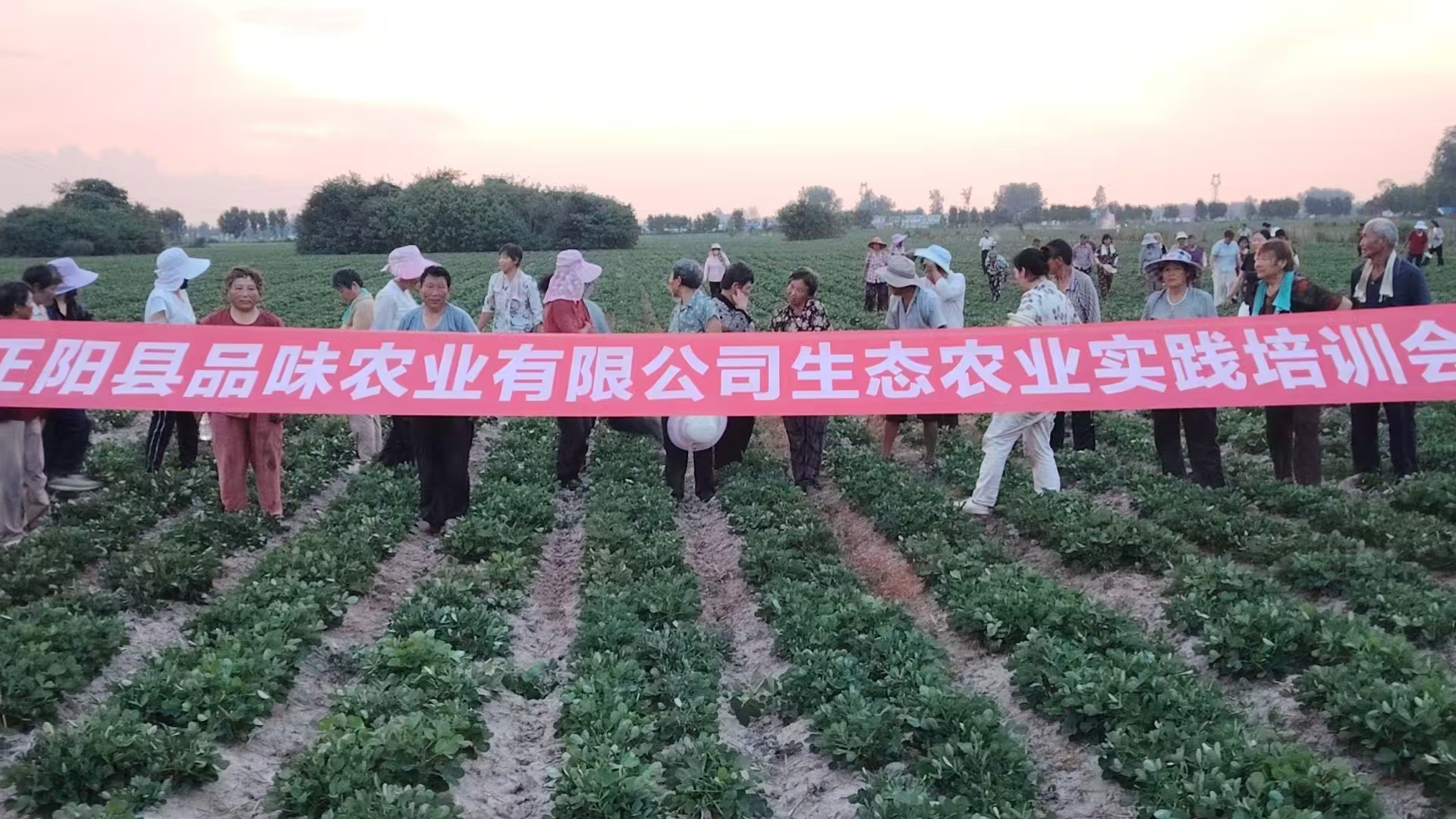 正阳县品味农业花生种植基地的文旅活动