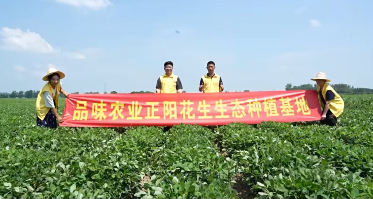 品味农业绿色花生种植基地联合测产